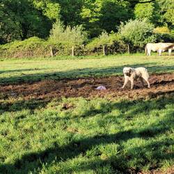 Farm dog trying to eat the placenta - mom said no.