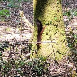 Squirrel - first I've seen!