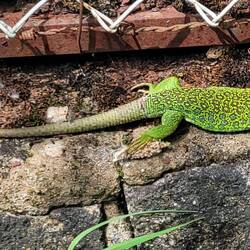Oscellated Lizard