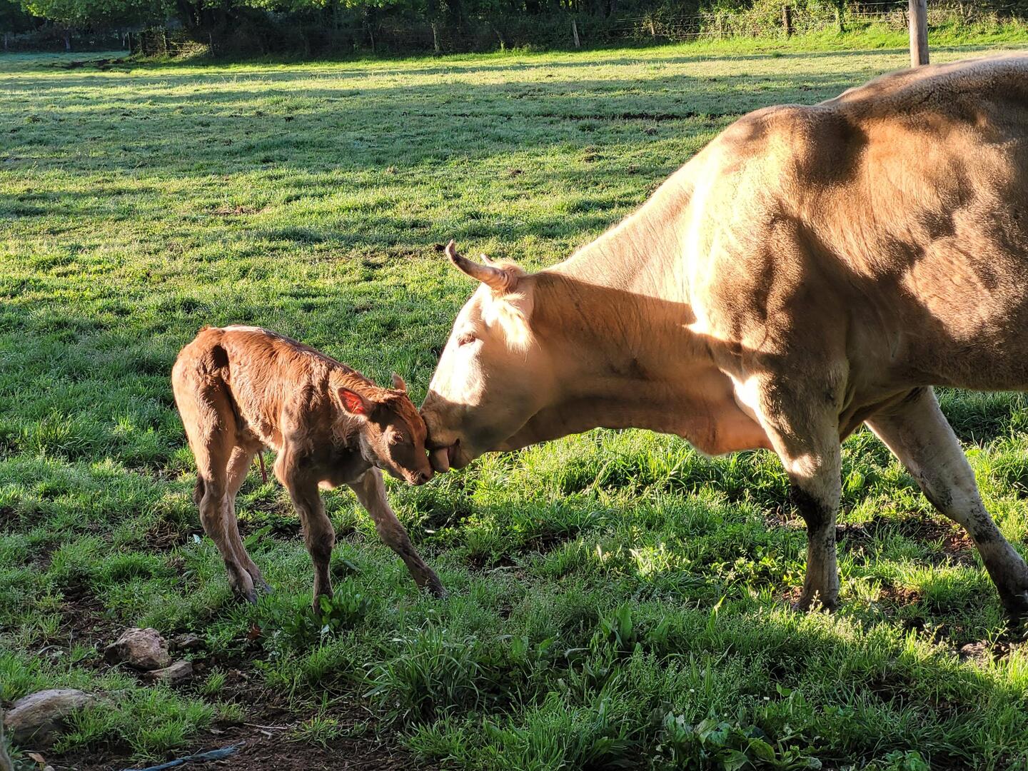 Newborn baby Moo Cow, umbilical cord still attached, with mom.