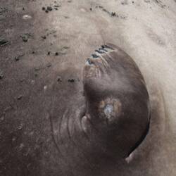 Viele haben Narben. Größte Feinde sind weiße Haie und Orcas.