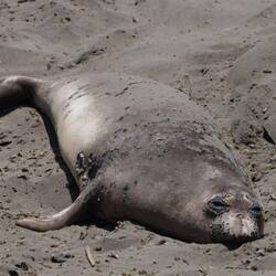 Häuten ist anstrengend.