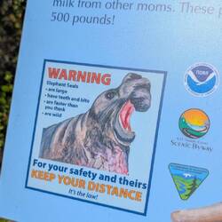 So sehen die Männchen aus.