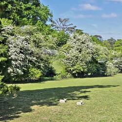 The Grapeseed were in full bloom behind the sheep. Farmers harvest it for it's oil.