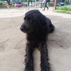 Chancho