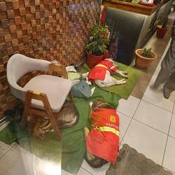 Rettungshundebrigade, Pause im Steakhouse