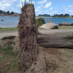 Bäume sind wegen des Salzwassers oft nur flach verwurzelt, und bei Sturm fällt auch mal einer um.