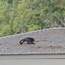 Überall Brüllaffen 🐒