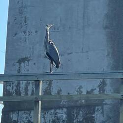 Blue Heron