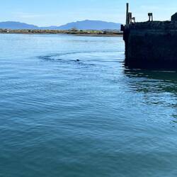 Seeing seals, but can only get a photo of their head....