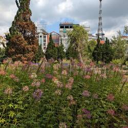Flowers everywhere