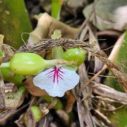 Cardamome