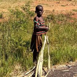 Und überall entland der Straßen werden die Stangen zerkleinert, entfasert und Süßigkeit geknabbert.