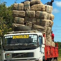 Die Aufkäufer geben den Bauern die Samen, den Dünger, die Pestizide. Zur Ernte wird eingesammelt.