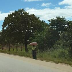 Die bevorzugte Transportvorrichtung der Frauen: der eigene Kopf!