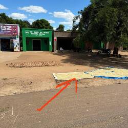 Hier sind's Sonnenblumenkerne, die getrocknet werden.