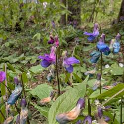 Frühlings-Platterbse
