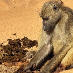 Da frisst jmd "Scheisse"