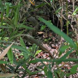 Snake