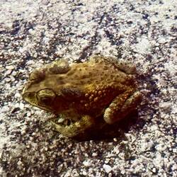 Grég a failli écraser mon prince 😱🥰