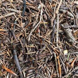 Ganz schön fleißig die Ameisen 🐜