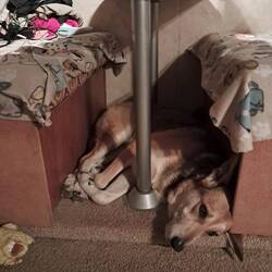 Angst vor dem Gewitter