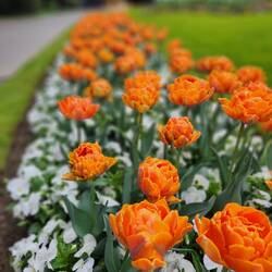 Embassy of the Kingdom of the Netherlands tulip garden