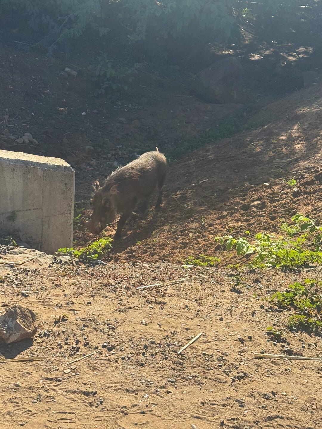 Warzenschwein mitten in der Stadt