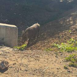 Warzenschwein mitten in der Stadt