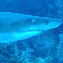 Dann ins Aquarium (auch im Center)