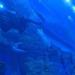 Auch menschliche Fische