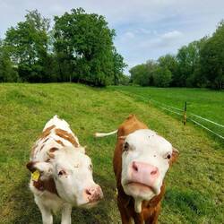 Eine Weide nur mit Kälbern, diese Beiden sind die Neugierigsten.