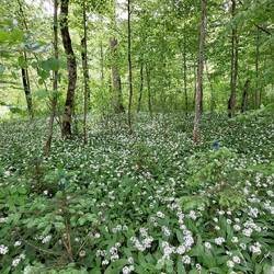 Bärlauch auch hier in Massen.