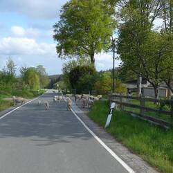 tierischer Verkehr am frühen Morgen