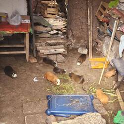 Oh wie süß: Meerschweinchen 😊