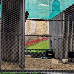 The ravens that are so tied to mythology