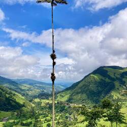 60 mètres de haut ! 🌴