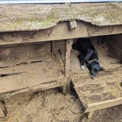 Oma Resi genießt direkt ihren neuen Boden un der Hütte