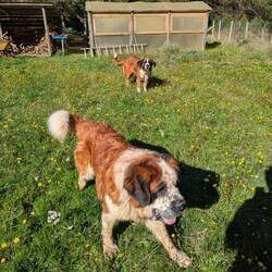 Vorne Teddy (80kg), hinten Nala 65 kg)