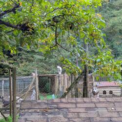 Raksha wenn es Fressen gibt