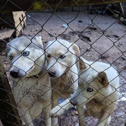 Khaleesi, Blanca, Raksha