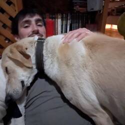 Verschmuste Storm (schwangere hündin)