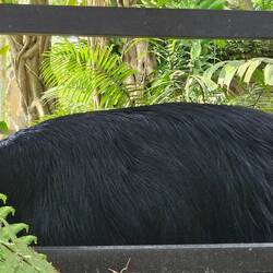 Southern Cassowary at the bird park.