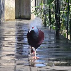 Western Crowned-Pigeon at the bird park.
