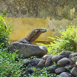 I didn't get to see komodo dragons in the wild, but they had a nice exhibit at the bird park.