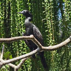 Little Black Cormorant at Bali Bird Park