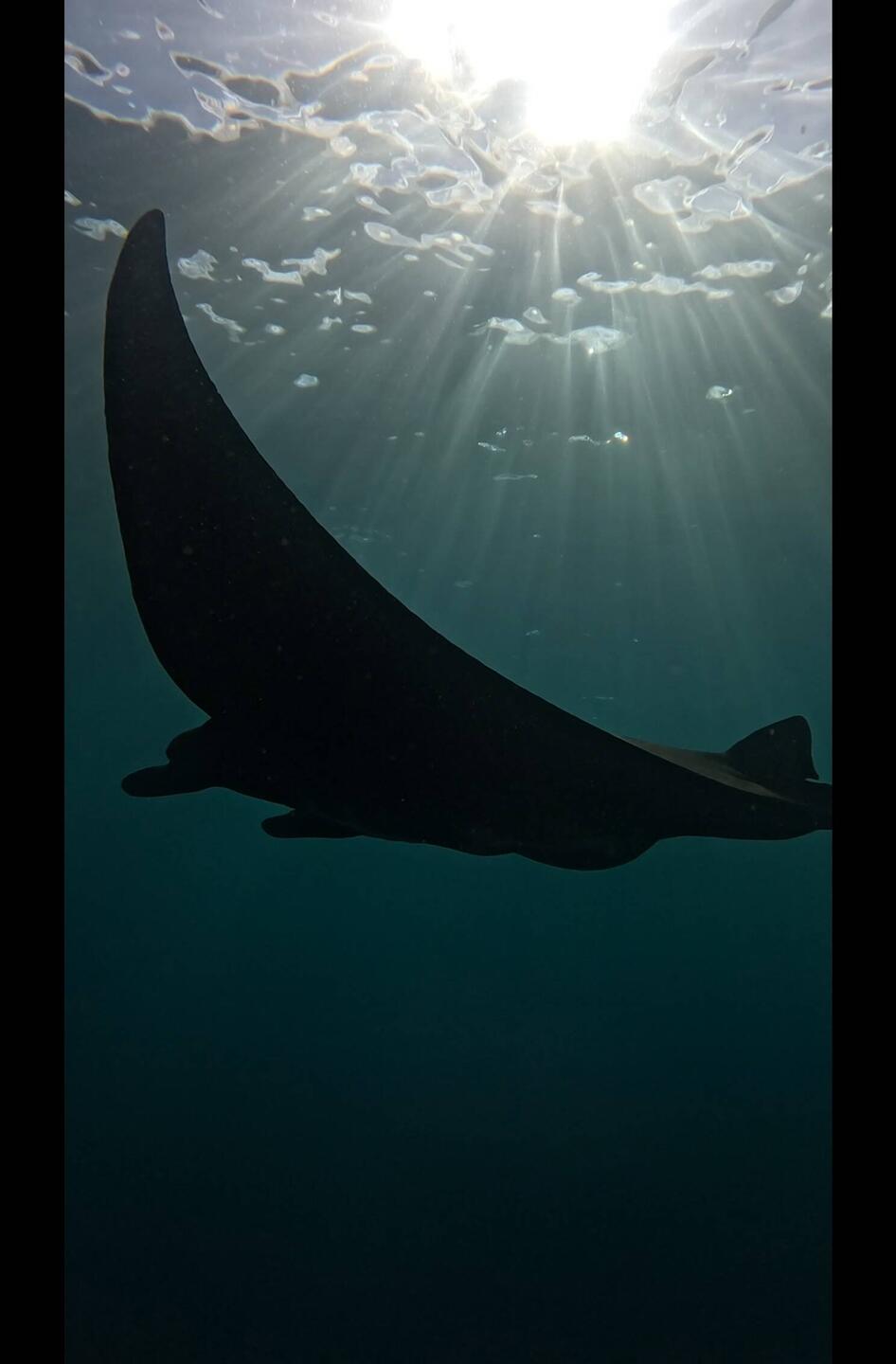 Manta ray captured from the guide's gopro