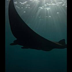 Manta ray captured from the guide's gopro