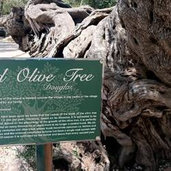 Alter Olivenbaum