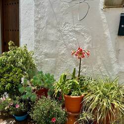 Pots on the ground rather than on the walls is the style in Ojén.